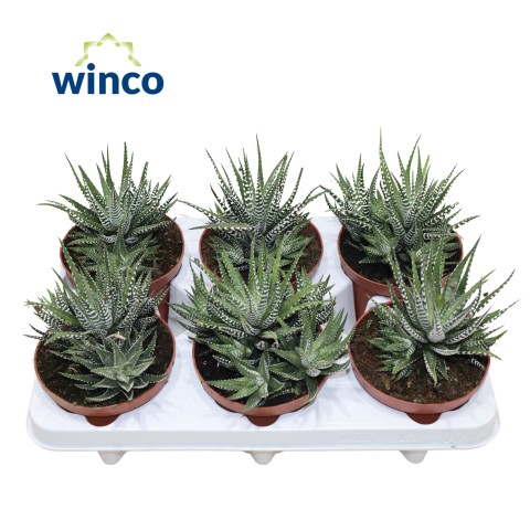 <h4>Haworthia Fasciata Big Band</h4>
