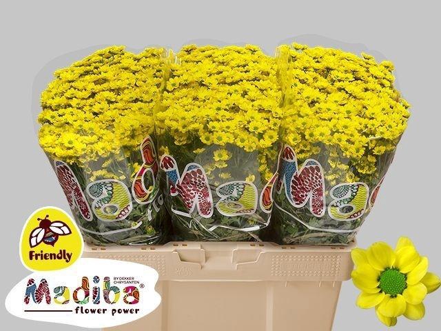 <h4>Chr S Mad Ringa Yellow 1200gr</h4>