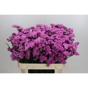 Limonium sinuatum Rosa Sun Birds