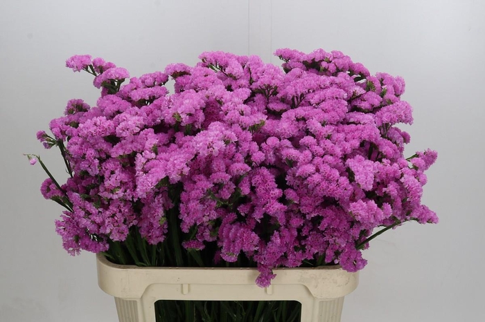 <h4>Limonium sinuatum Rosa Sun Birds</h4>