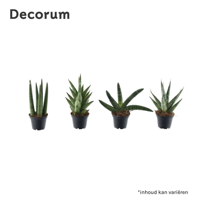 <h4>Sansevieria cyl.  ...</h4>