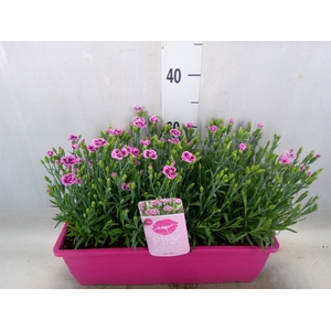 Dianthus  'Pink Kisses'