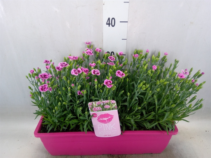 <h4>Dianthus  'Pink Kisses'</h4>