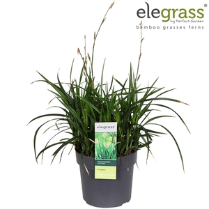 Carex 'Irish Green' P19