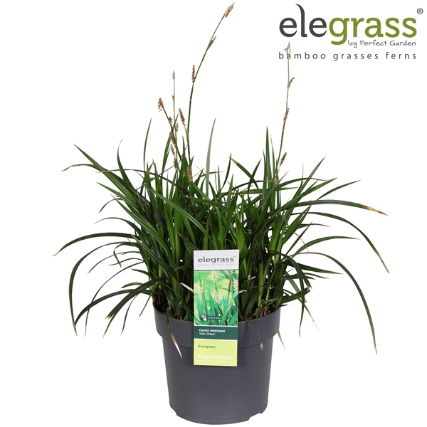 <h4>Carex 'Irish Green' P19</h4>