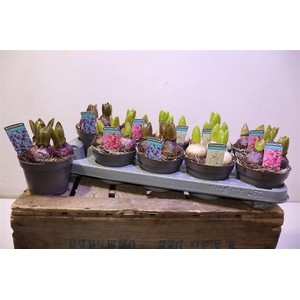 arr8 Hyacin Gem 3 Kl