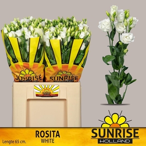 EUS G ROSI  WHITE