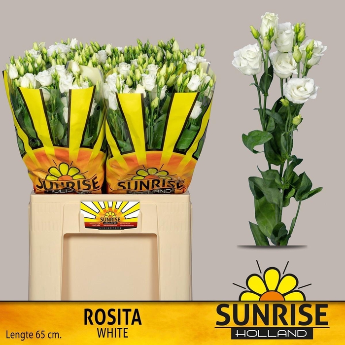 <h4>EUS G ROSI  WHITE</h4>