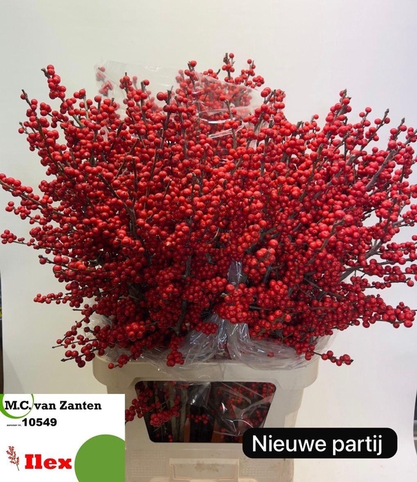 <h4>ILEX VE RODE BES</h4>