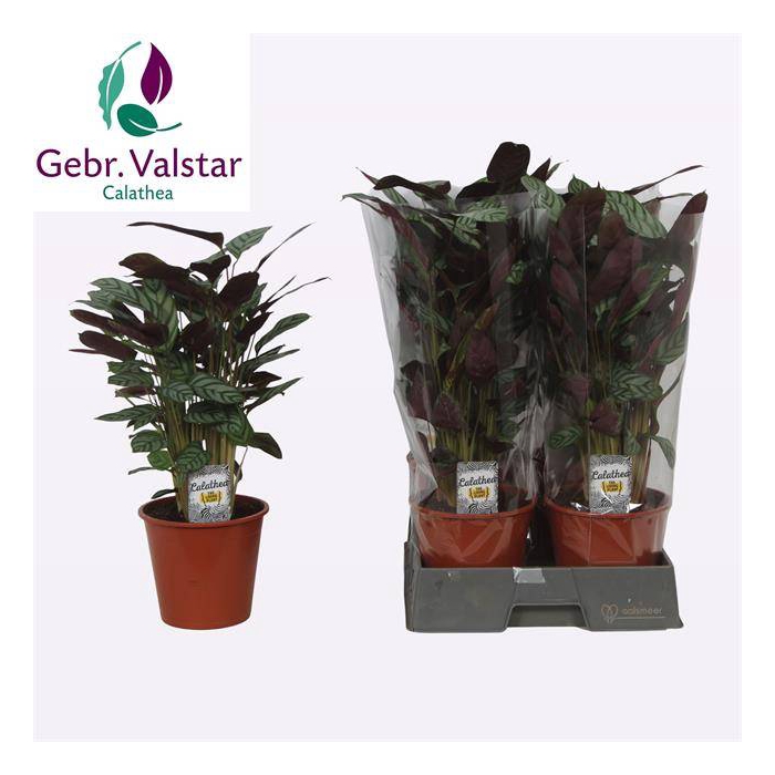 <h4>Ctenathe setosa Compactstar 19Ø 55cm</h4>