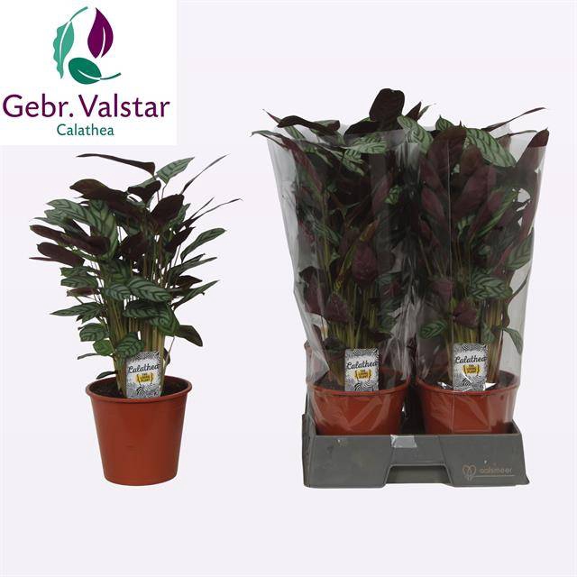 Ctenathe setosa Compactstar 19Ø 55cm