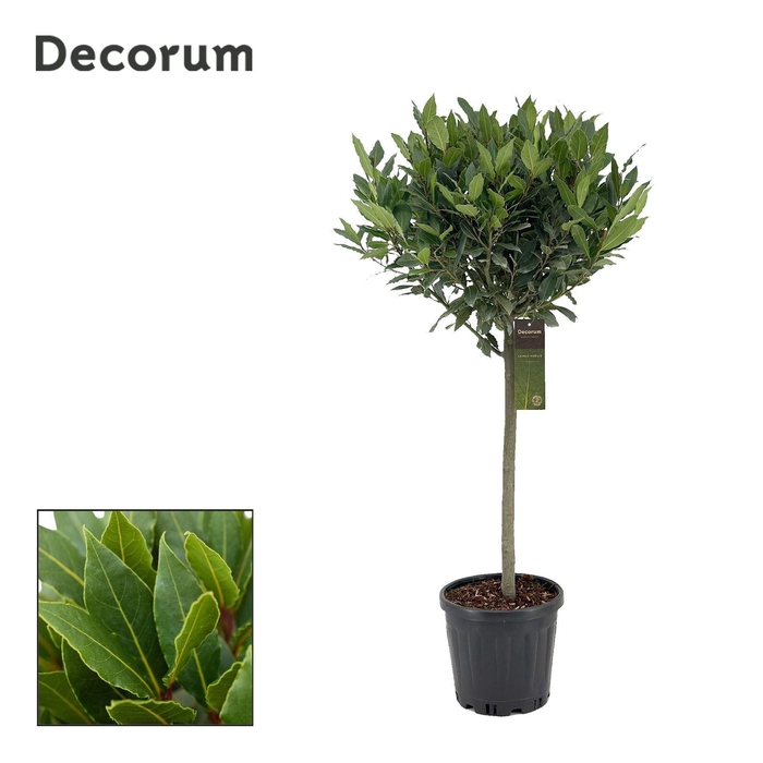 <h4>Laurus nobilis</h4>