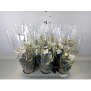 Phalaenopsis multi.   ...white