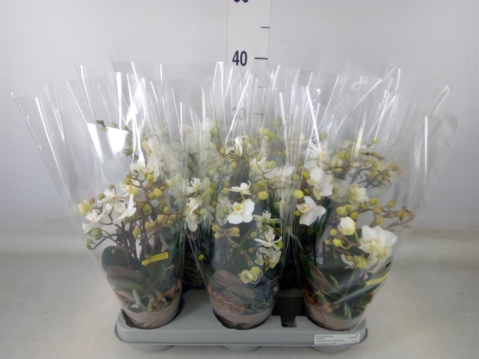 <h4>Phalaenopsis multi.   ...white</h4>