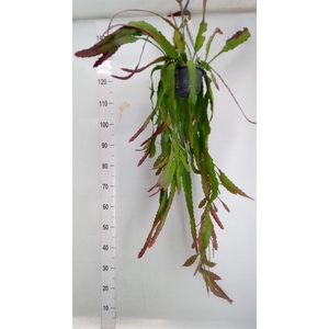 Epiphyllum   ...