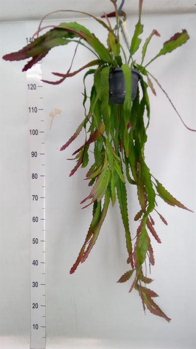 <h4>Epiphyllum   ...</h4>