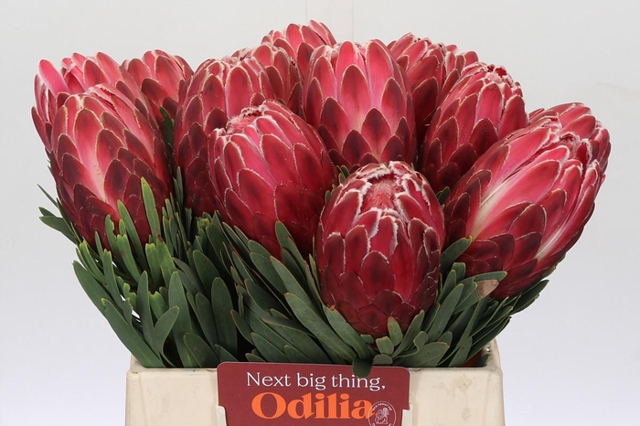 <h4>Protea Venus</h4>