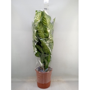 Dieffenbachia seg. 'Lemon Tropic'