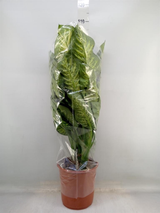 <h4>Dieffenbachia seg. 'Lemon Tropic'</h4>