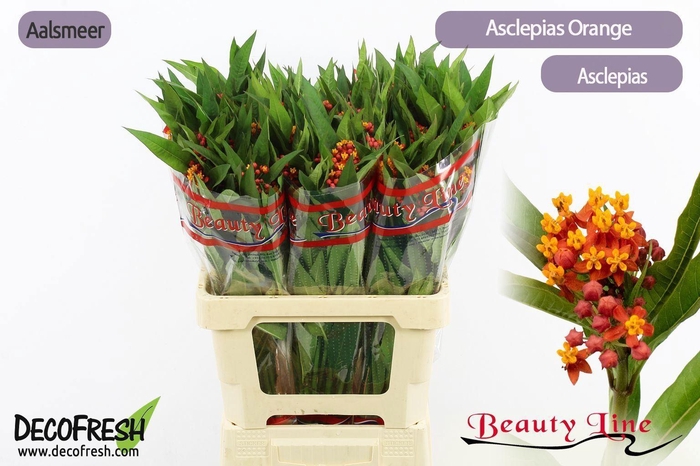 <h4>Asclepia Incarnata</h4>