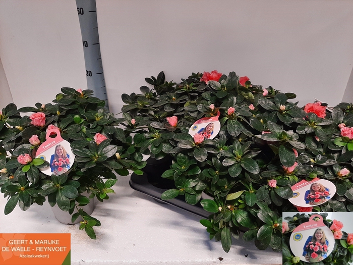 <h4>RHODO SI VOGEL LUNTE</h4>