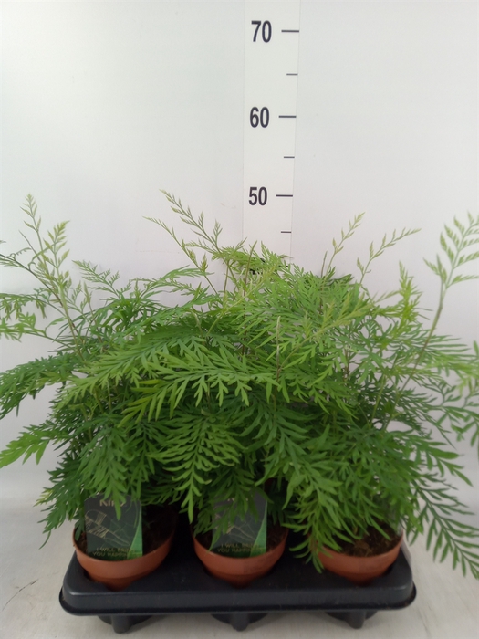 <h4>Planten  ..mix</h4>