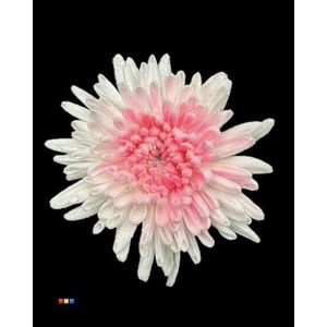 Chr G Marshmallow Pink Neon