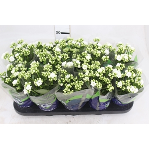 KALANCHOE DOBRADO P11 BRANCO