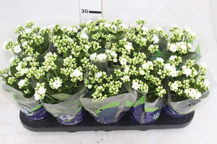 <h4>KALANCHOE DOBRADO P11 BRANCO</h4>