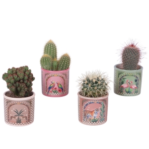 Cactus mix Ø8,5cm in Ceramic Pot Exotic Animals Ø10cm