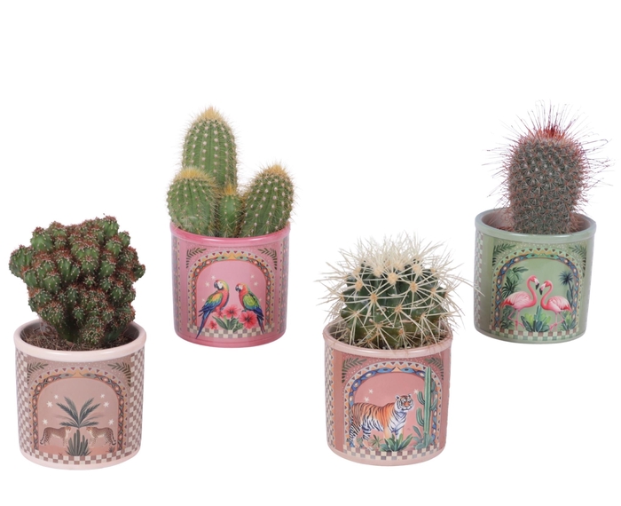 <h4>Cactus mix Ø8,5cm in Ceramic Pot Exotic Animals Ø10cm</h4>