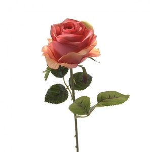 Rosa 45cm
