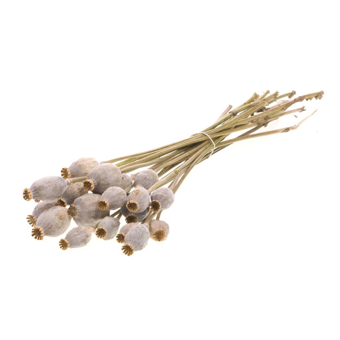 <h4>Papaver Medium Natural Green Grey</h4>