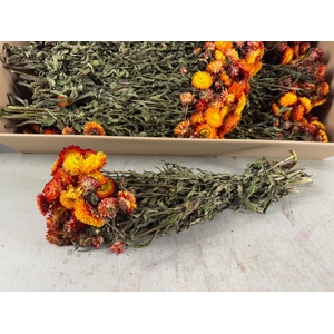 DF Helichrysum Bs Orange