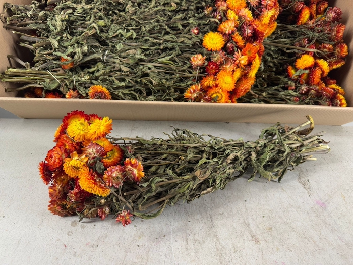 DF Helichrysum Bs Orange