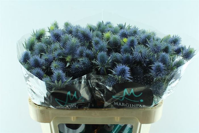 <h4>Eryngium Supernova Qstar</h4>