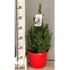** Picea Gl Conica * Winter Promo *