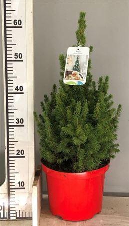** Picea Gl Conica * Winter Promo *
