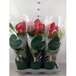 Anthurium andr. 'Melodia'