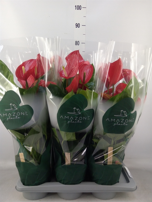 <h4>Anthurium andr. 'Melodia'</h4>