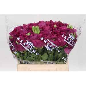 Ranunculus Clooney Sherry Extra