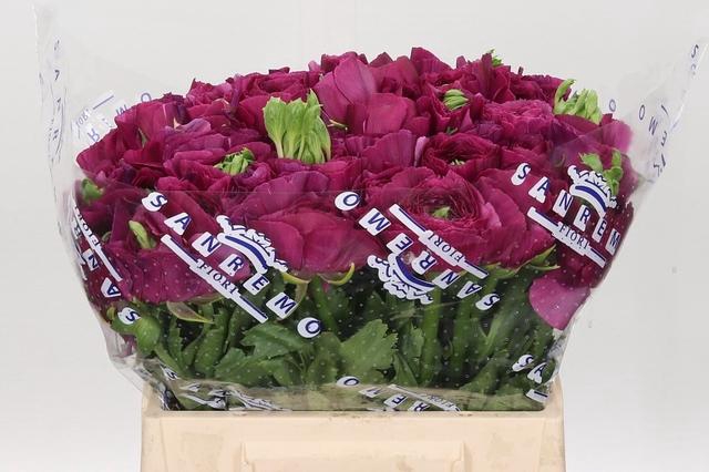 <h4>Ranunculus Clooney Sherry Extra</h4>