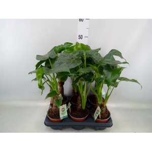 Alocasia cucullata