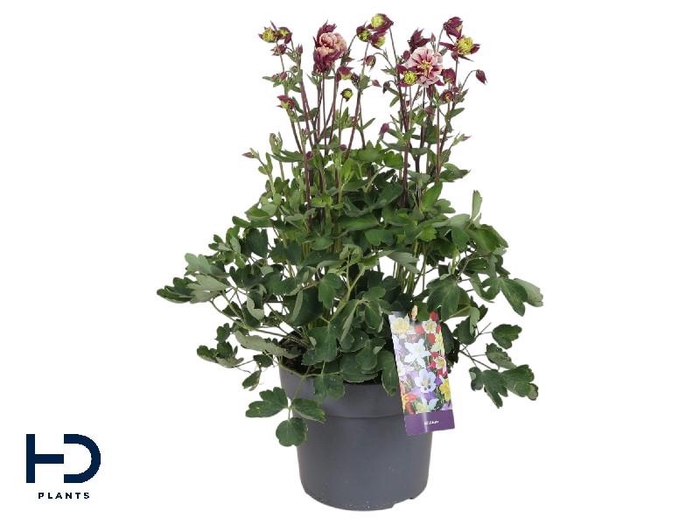 <h4>Aquilegia Caerulea</h4>
