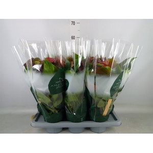 Anthurium andr. 'Essencia'