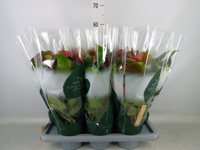 <h4>Anthurium andr. 'Essencia'</h4>