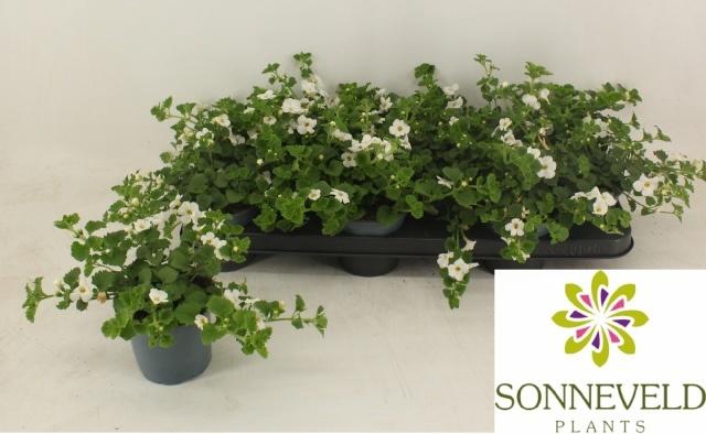 <h4>SUTERA SNOWFLAKE</h4>