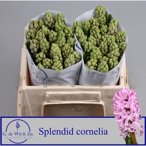 HYAC SPLEND CORNELIA