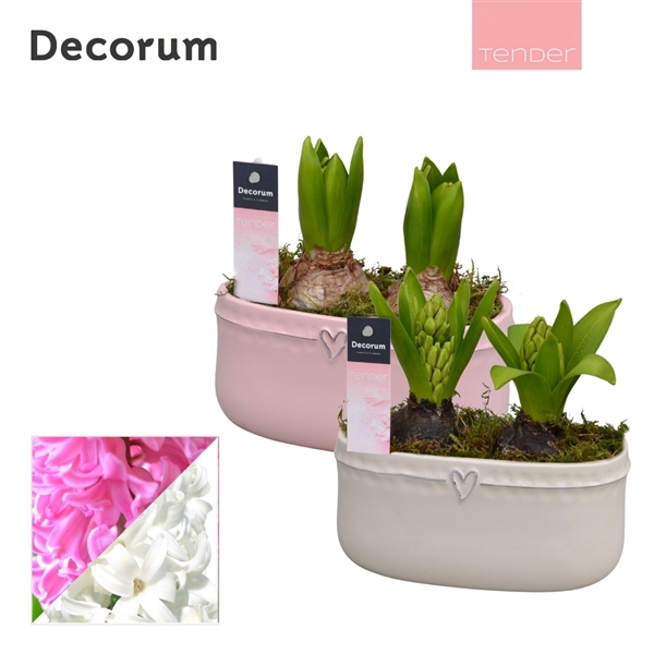 <h4>Arrangementen Hyacinthus 6%</h4>