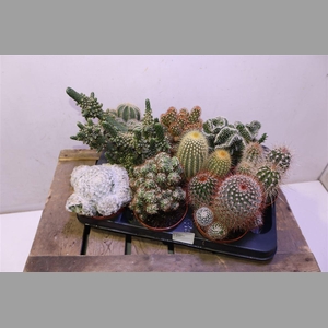 Cactus Gem